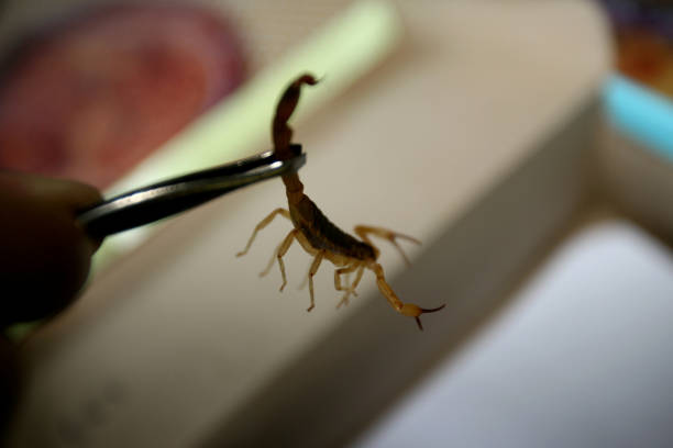 Close-up photo of a scorpion being held by tweezers.