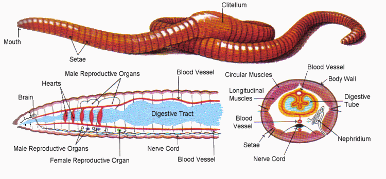 Reproductive System of Earthworm | Definition, Examples, Diagrams