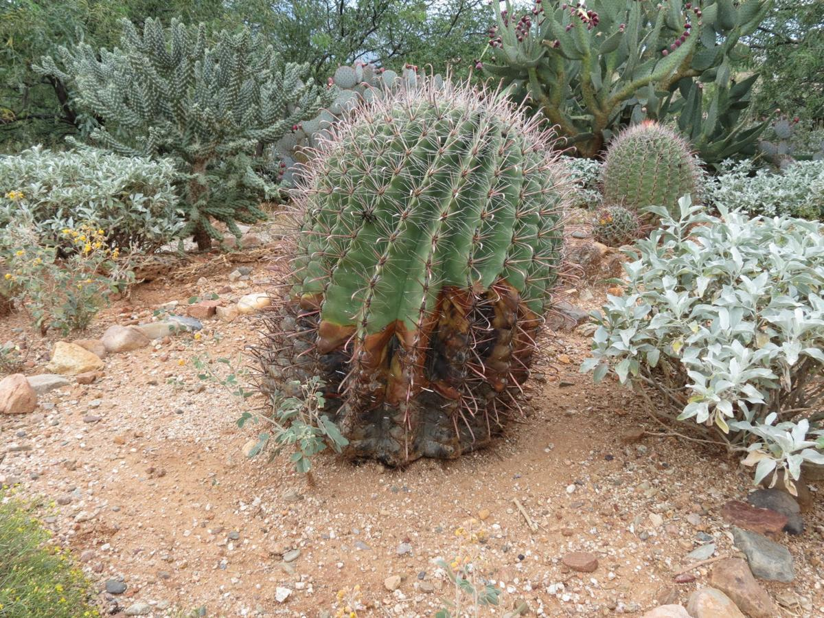 Root Rot
