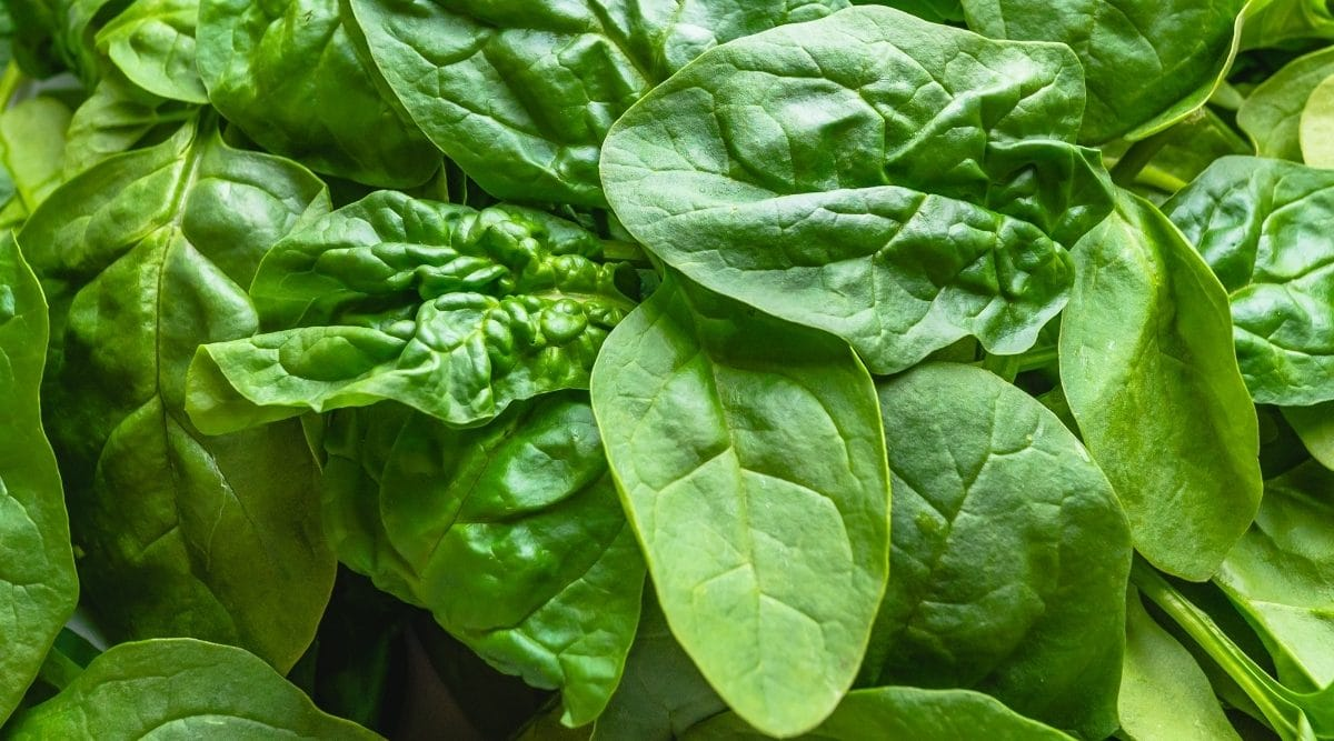 Spinach (Spinacia oleracea)