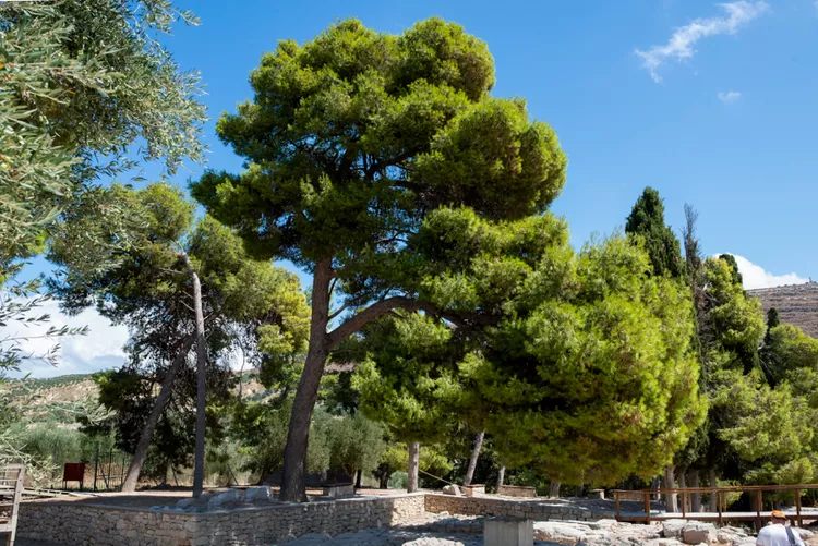 Aleppo Pine Trees