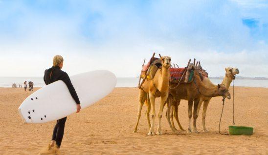 Camels and surfers on the beach