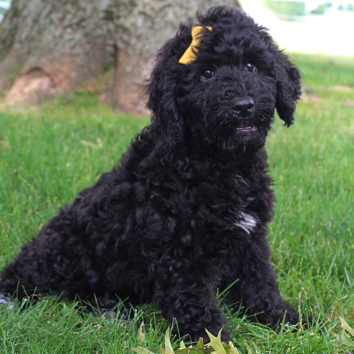 black portuguese water dog puppy