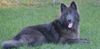 blue wolf dog