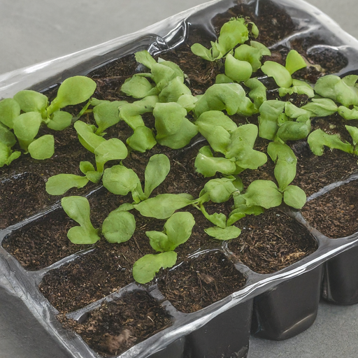 Patience is a Virtue: Germination and Seedling Care