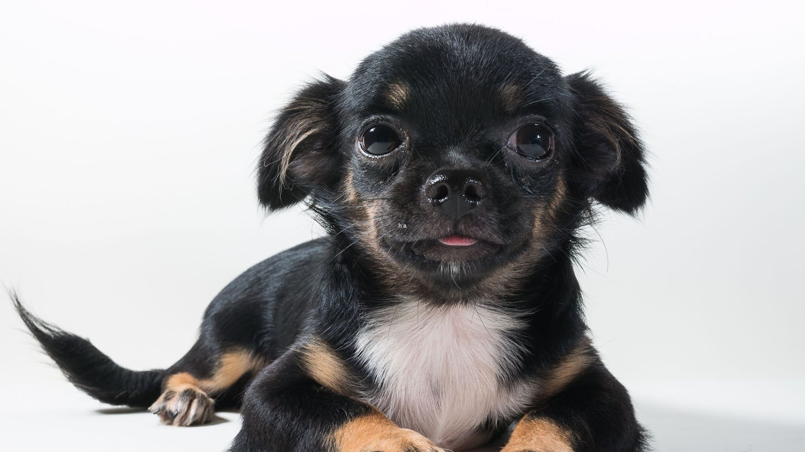 Black tan and white long haired Chihuahua puppy cost