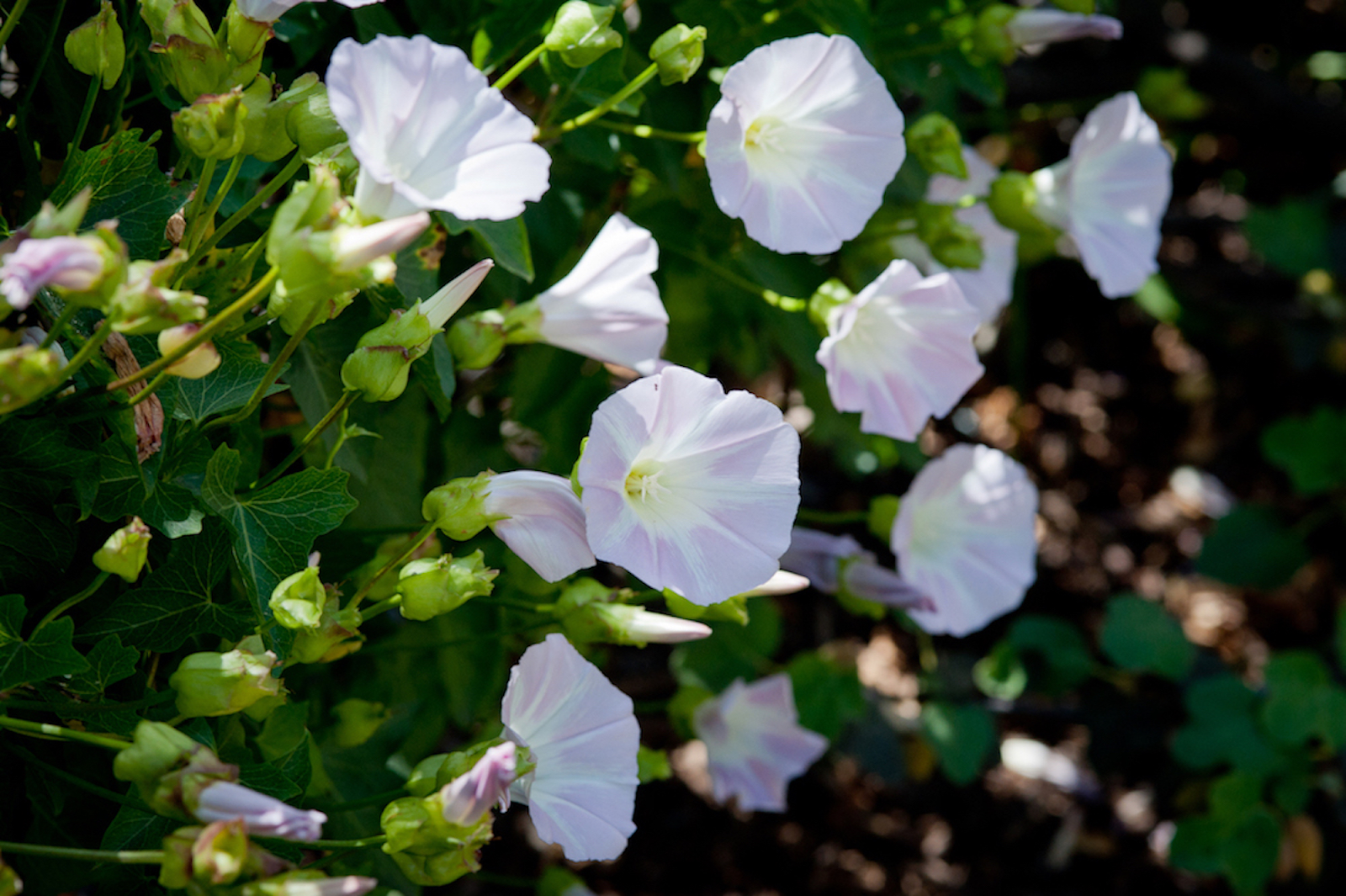 White Morning Glory (Ipomoea alba)