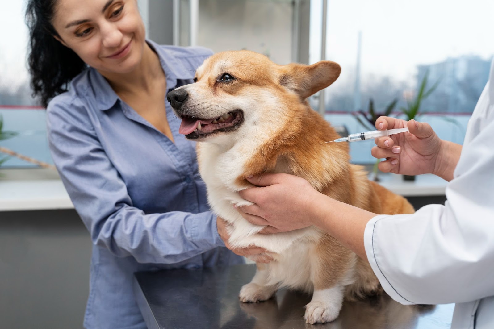 Vaccinations for pets