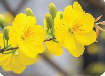 A close up of yellow flowers

Description automatically generated