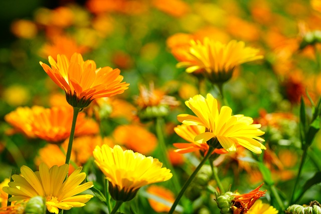 marigold, flower, flower background