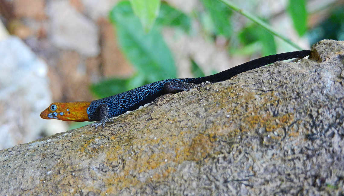 Yellow-headed Gecko | The Canopy Family