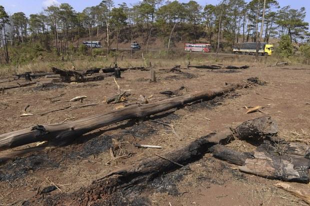 Rừng ở Trung tâm Bảo tồn Voi tại Đắk Lắk bị suy giảm gần 400 ha