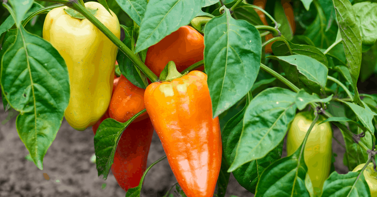 How long does it take for bell peppers to grow and ripen