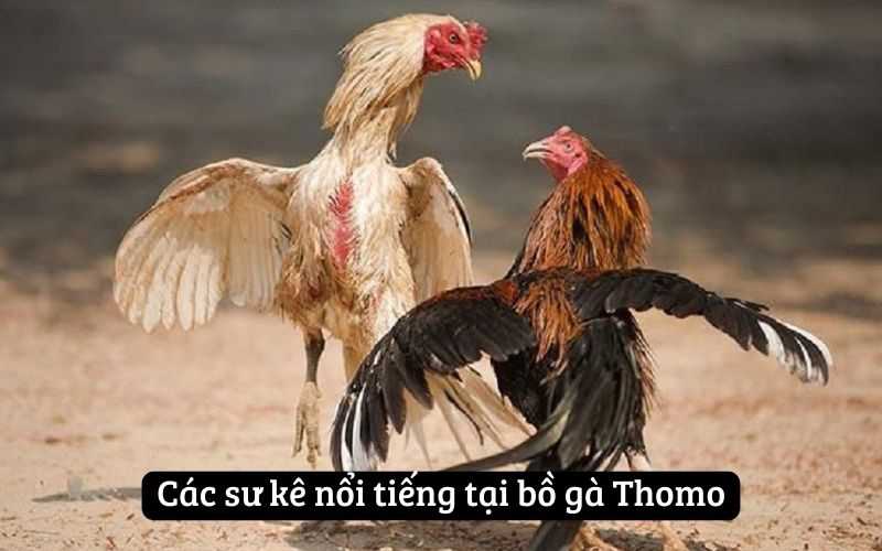 Các sư kê nổi tiếng tại bồ gà Thomo