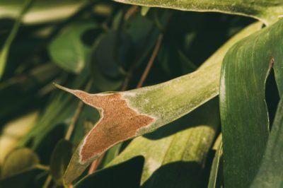 Leaves of Staghorn Ferns 