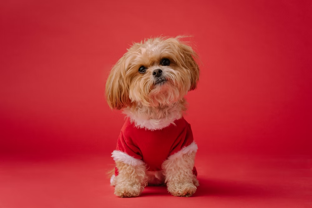 Adorable Brown Furry Dog in Red Shirt
