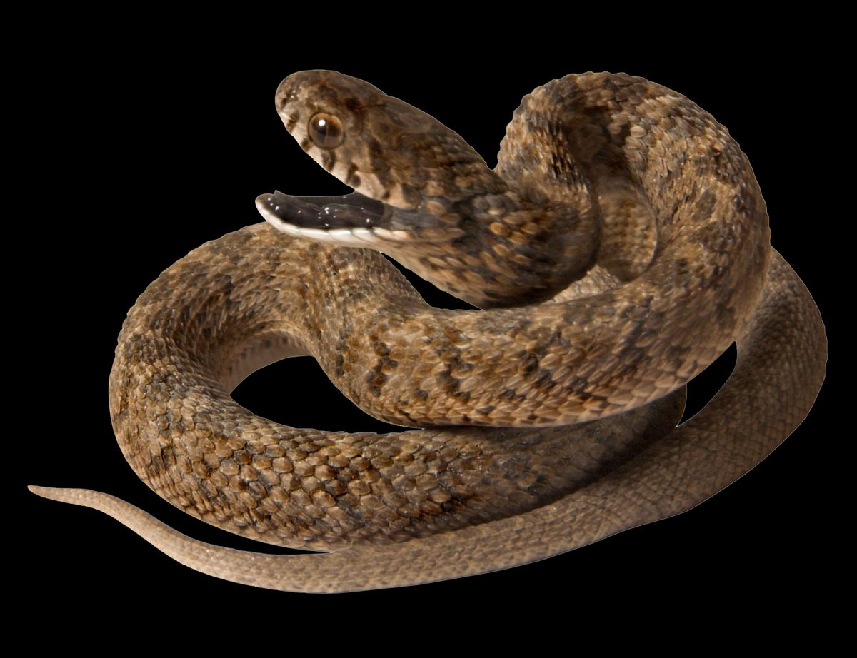 Navigating Personal Transformation Through Snake Dreams