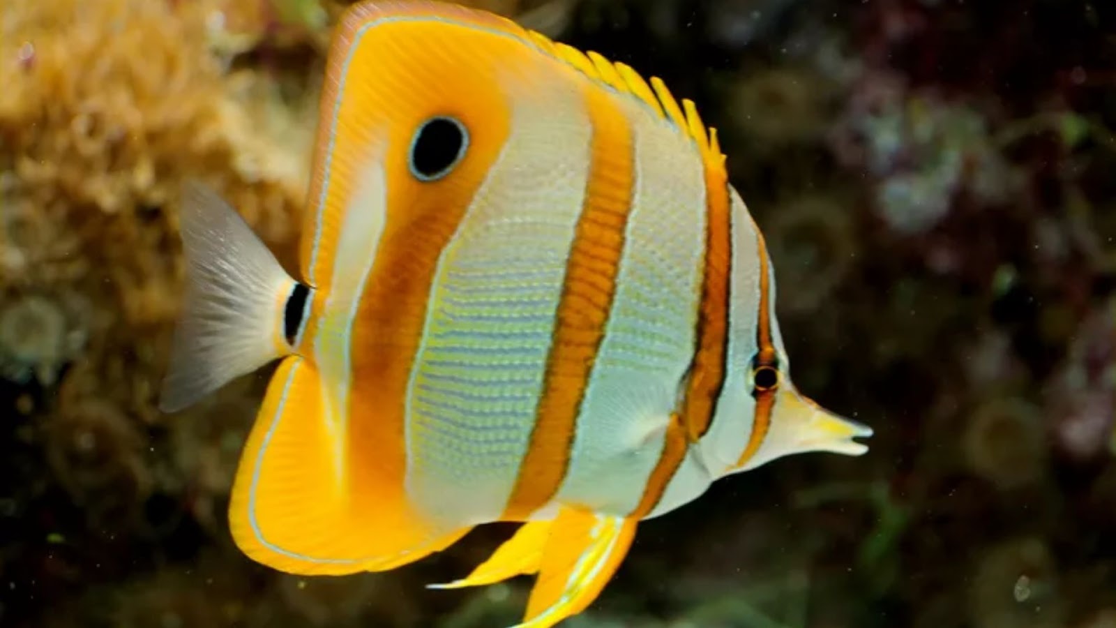 Lucky fish for aquarium: Butterfly Fish.
