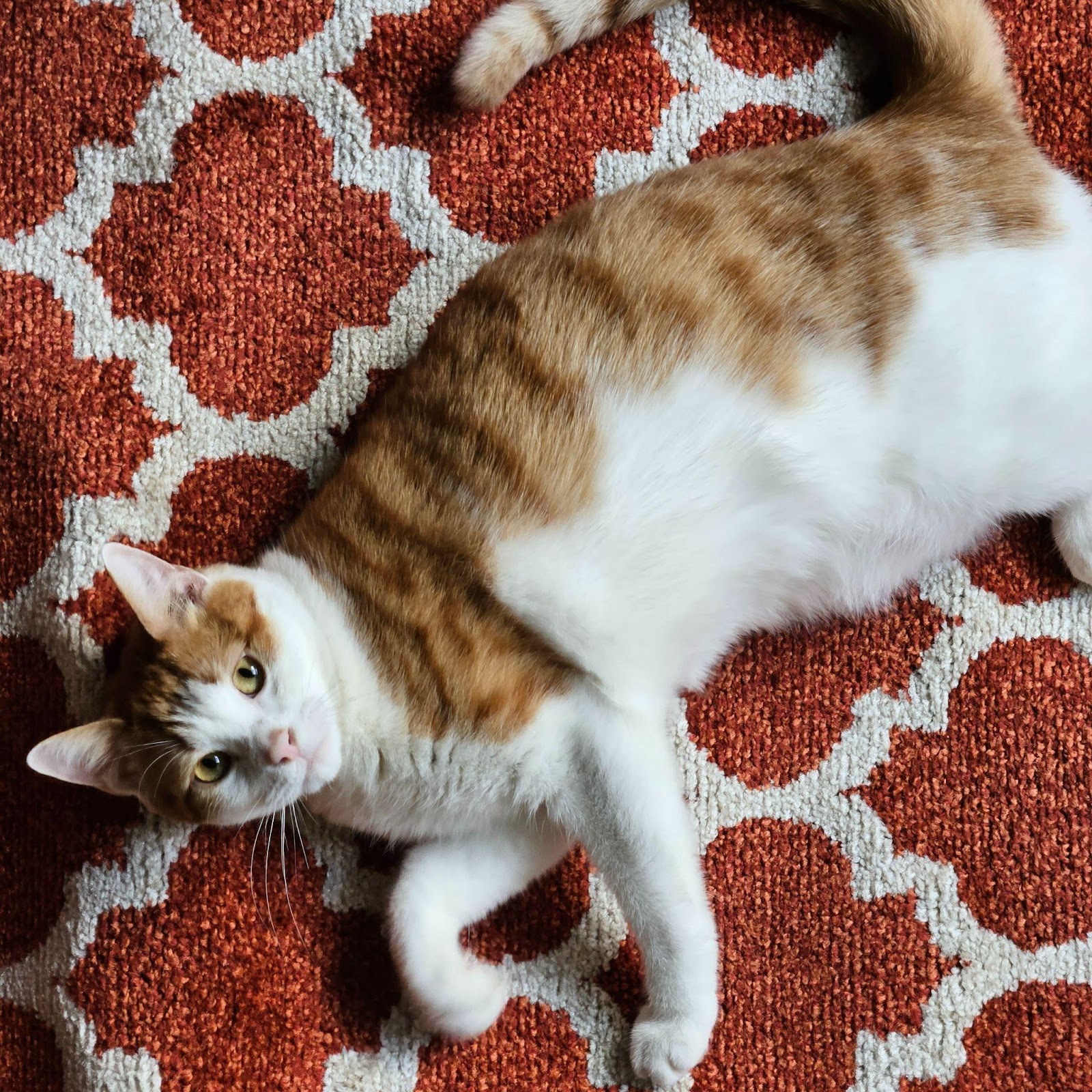 Percy, a beautiful cat with orange striped patches over a white coat, lounges on the carpet. 