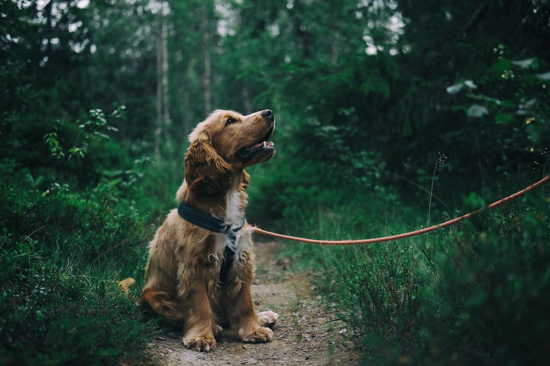 Free English Cocker Spaniel Puppy Sitting On Ground Beside Grass  Stock Photo