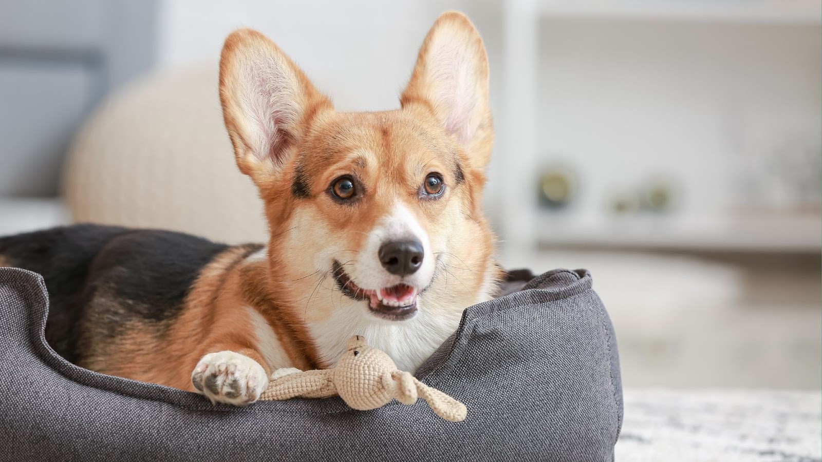 Washable Pet Beds