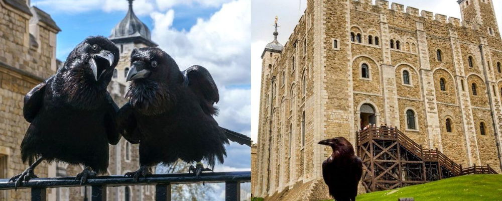 5. อีกาแห่งป้อมปราสาทลอนดอน (Tower of London)