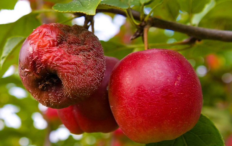 чем болеют яблони