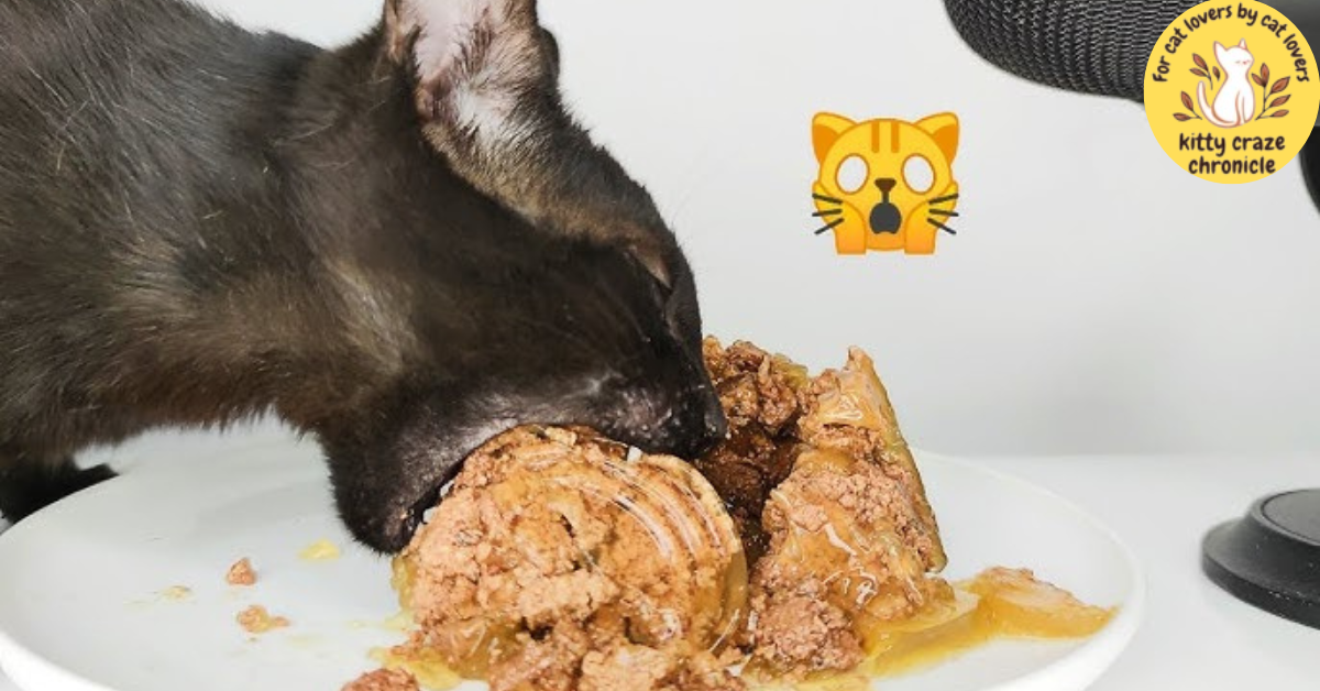 Lure with delicious meals for cats 