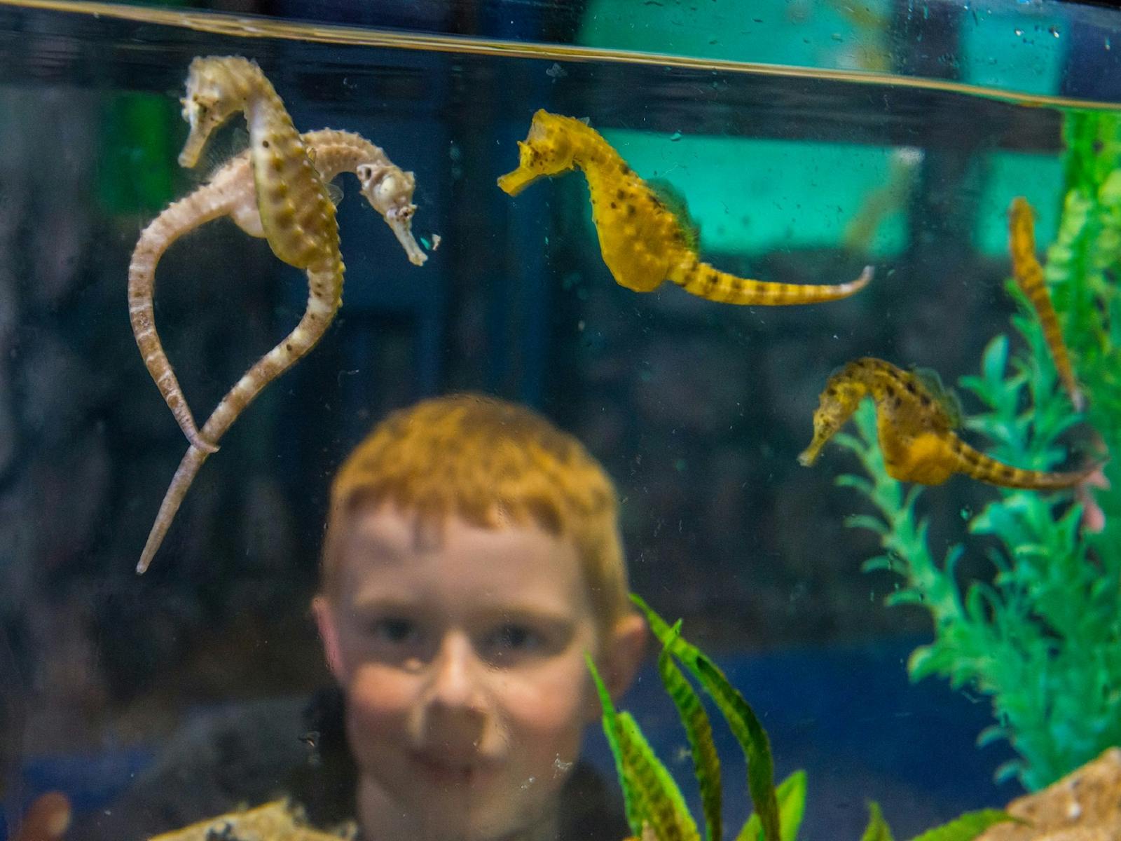 Seahorse World | Family and kids | Discover Tasmania