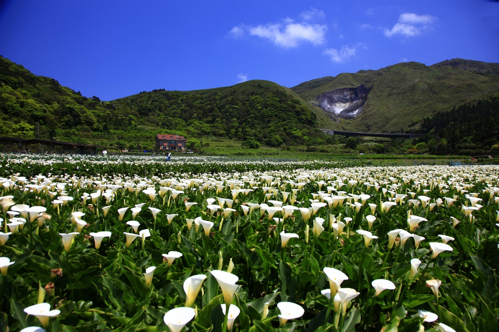 Cánh đồng hoa loa kèn