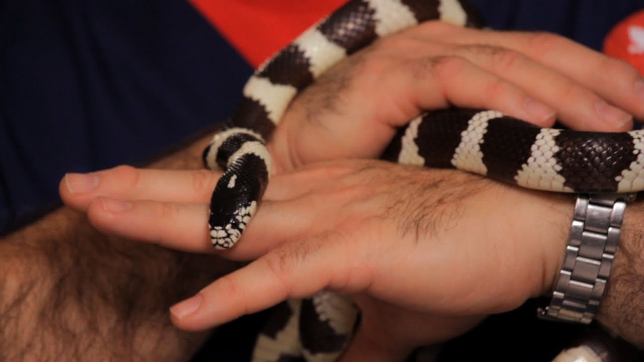 Most Docile Pet Snakes