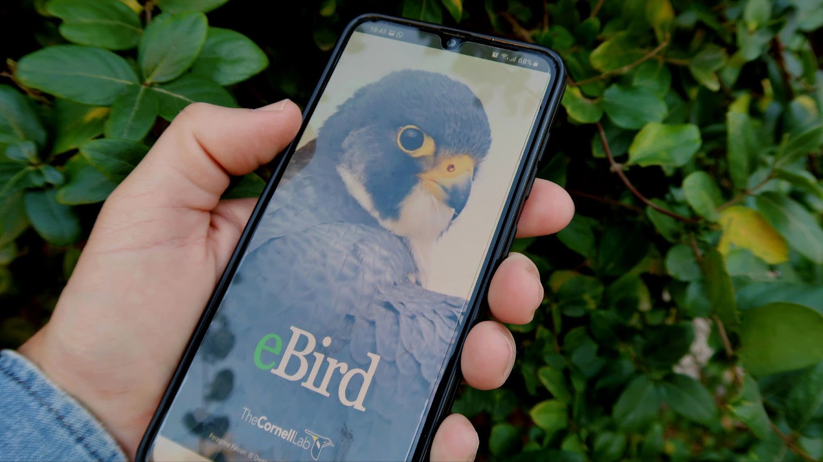 a hand holding a smart phone with the Cornell Lab eBird app for bird identification