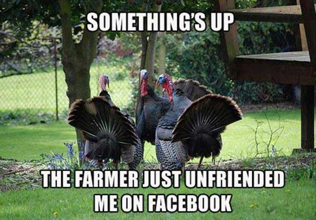 Three turkeys standing together. Caption: something’s up the farmer just unfriended me on facebook