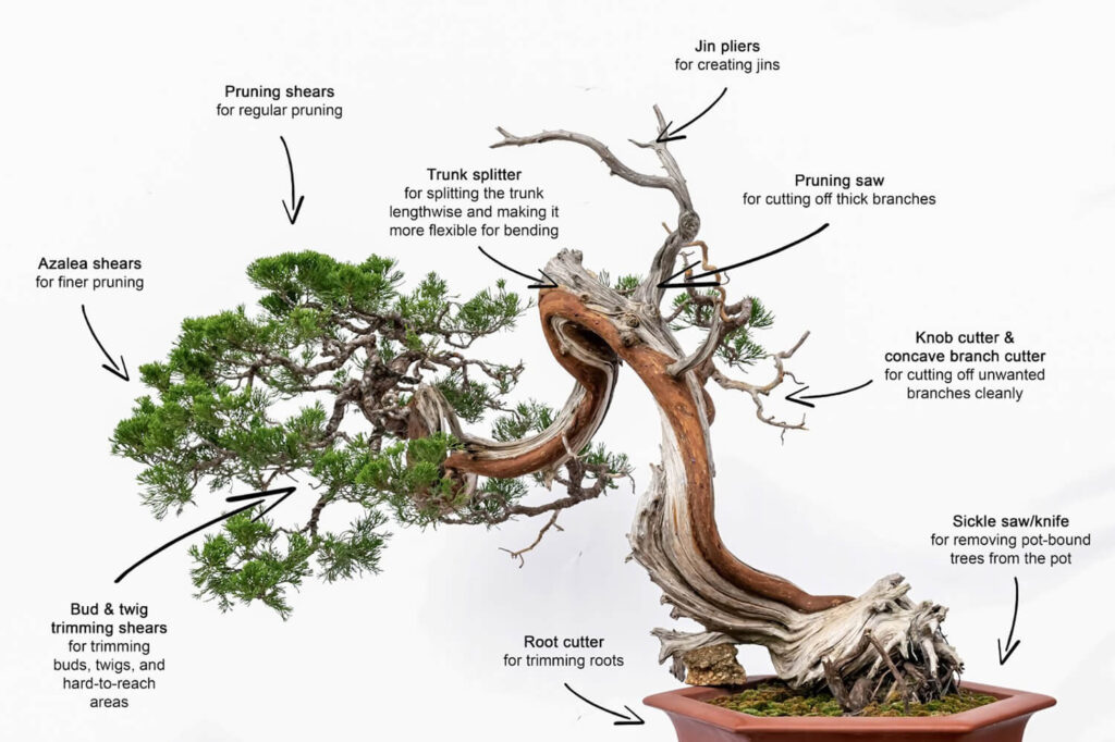 Uses of various bonsai cutting tools.