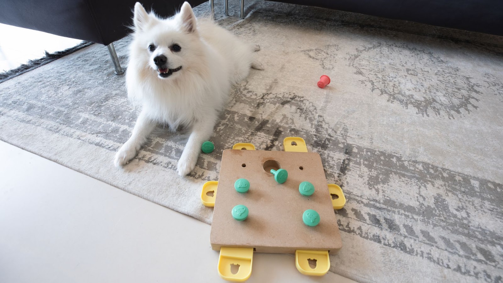 Dog Puzzle Toys