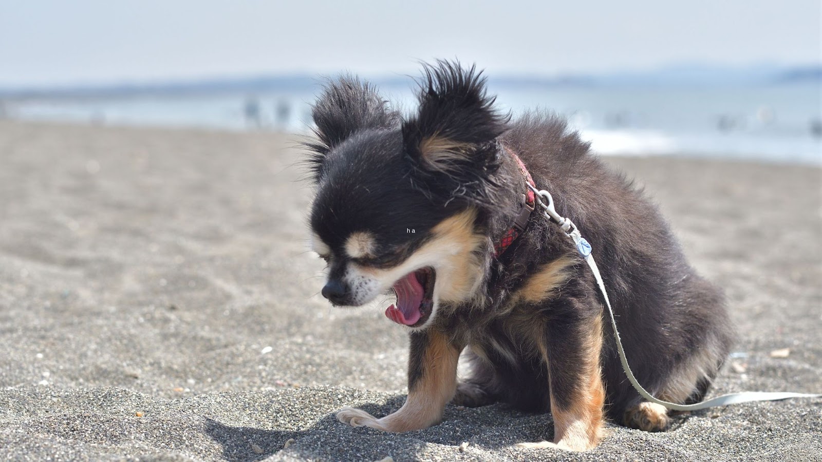 sneezing chihuahua why is this dog sneezing so much