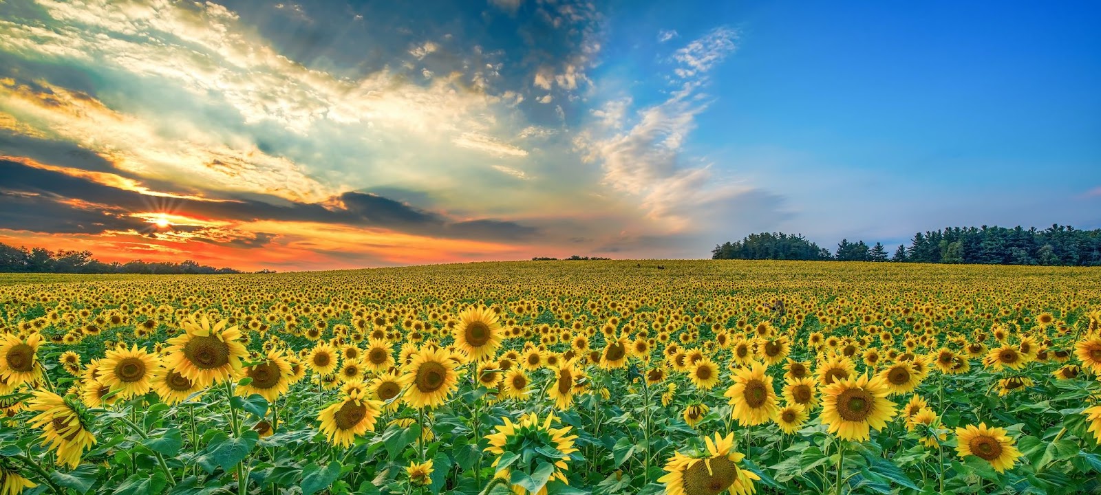 Unde se cultivă cel mai bine floarea soarelui în România?