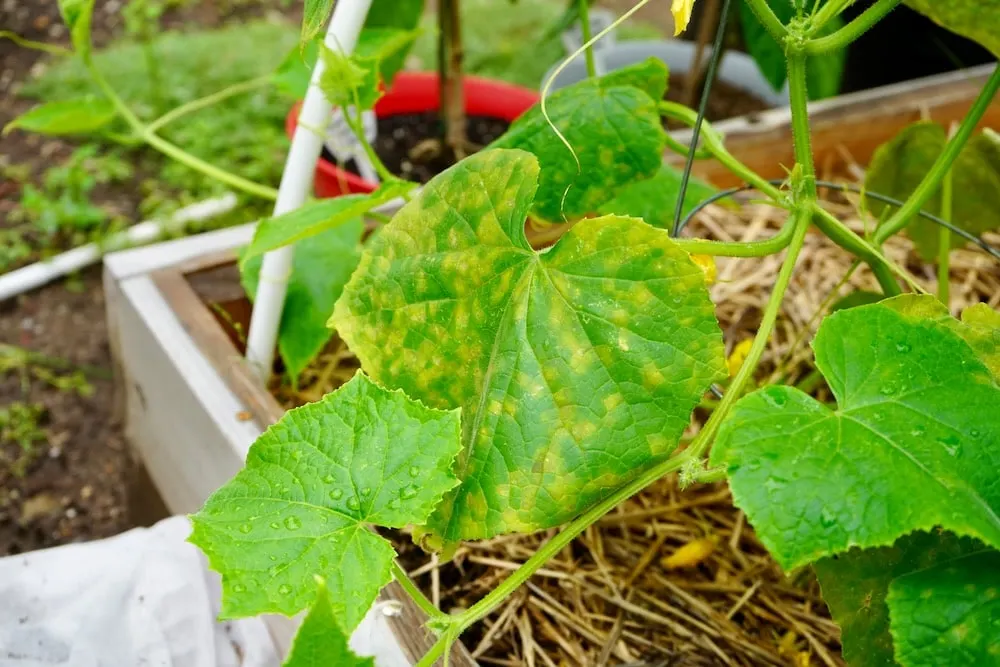 Nutrient Deficiency