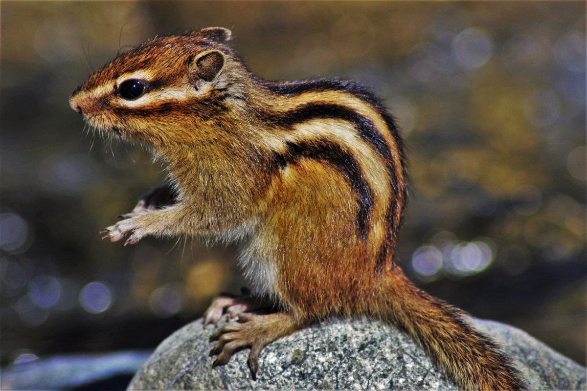 Do Chipmunks Eat Garter Snakes