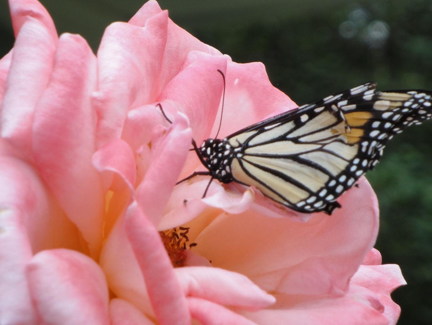 Pollinating Rose | Vibrant colors, Pollination, Rose