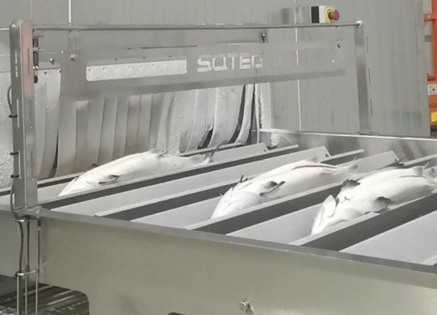 Application of Spiral Freezer in the Seafood Industry