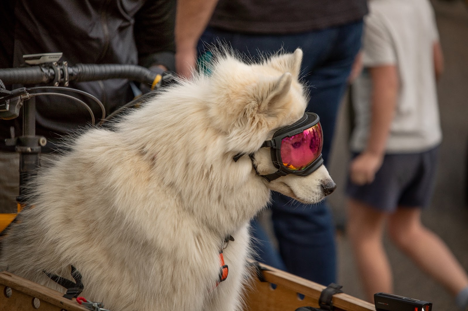 A dog wearing goggles at the Ladd's 500 relay in Portland, Oregon.