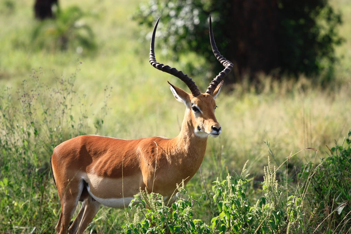 Close-up Photography of a Antelope