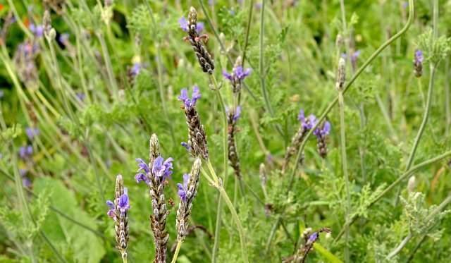 The most popular indoor flower plant, the complete guide to caring for lavender!