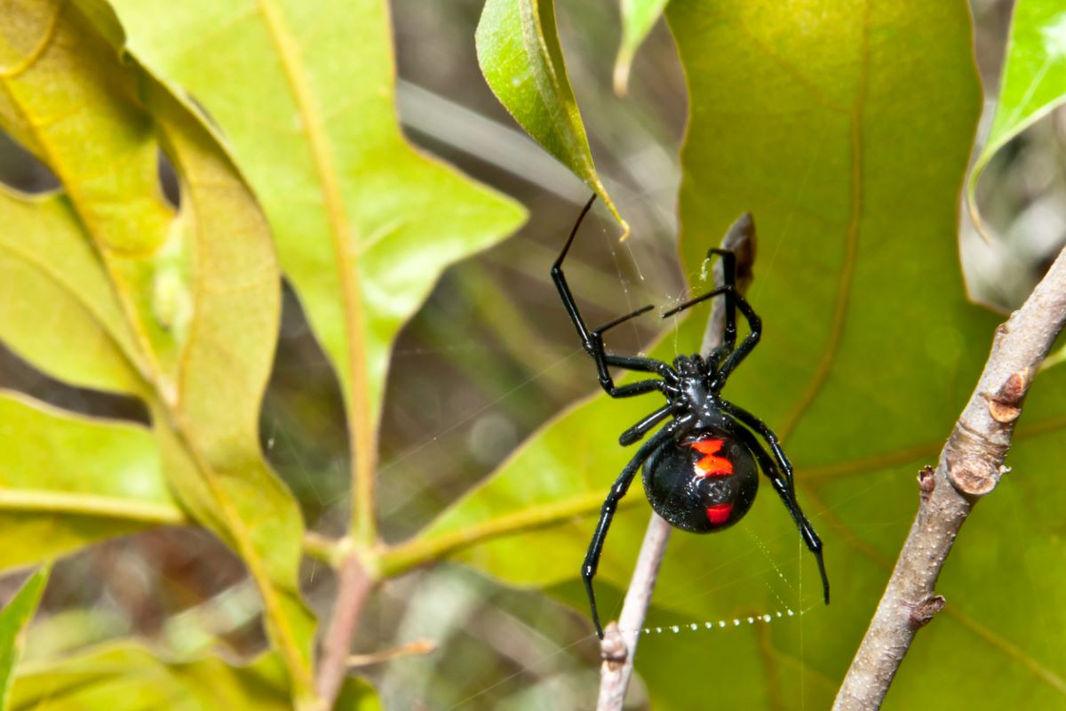 A view of a black widow spider building a web near leaves and branches.