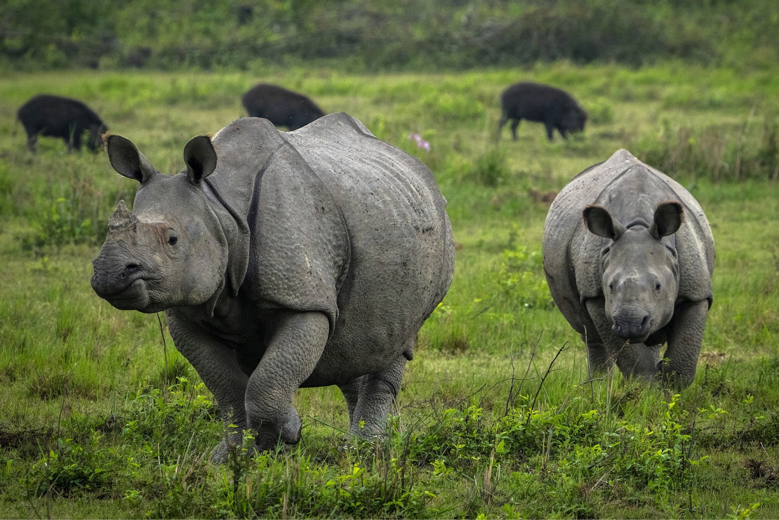 how much does a Indian Rhinoceros weigh