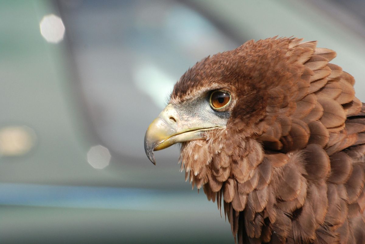 Birds as Harbingers of Personal Growth and Potential