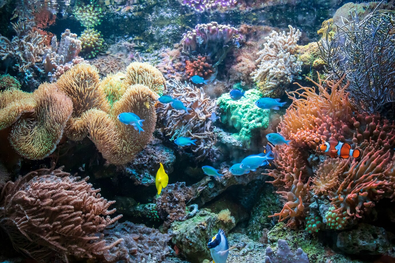 Best diving Philippines 2024 - Biodiverse reefs in Puerto Galera