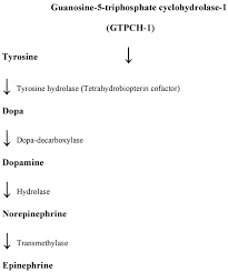 Metabolic pathway of dopamine synthesis in the brain [19]. | Download  Scientific Diagram
