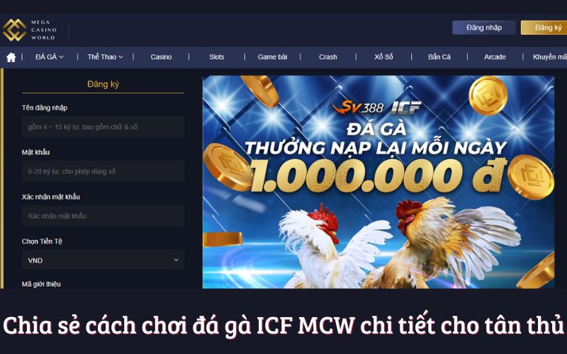 Chia sẻ cách chơi đá gà ICF MCW chi tiết cho tân thủ